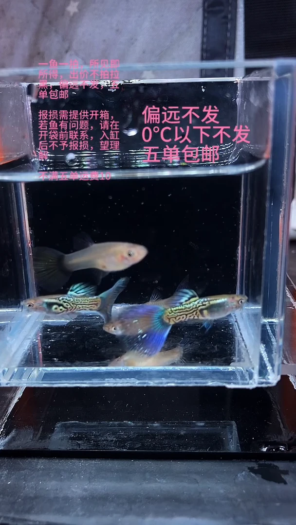 孔雀鱼孔雀鱼 28