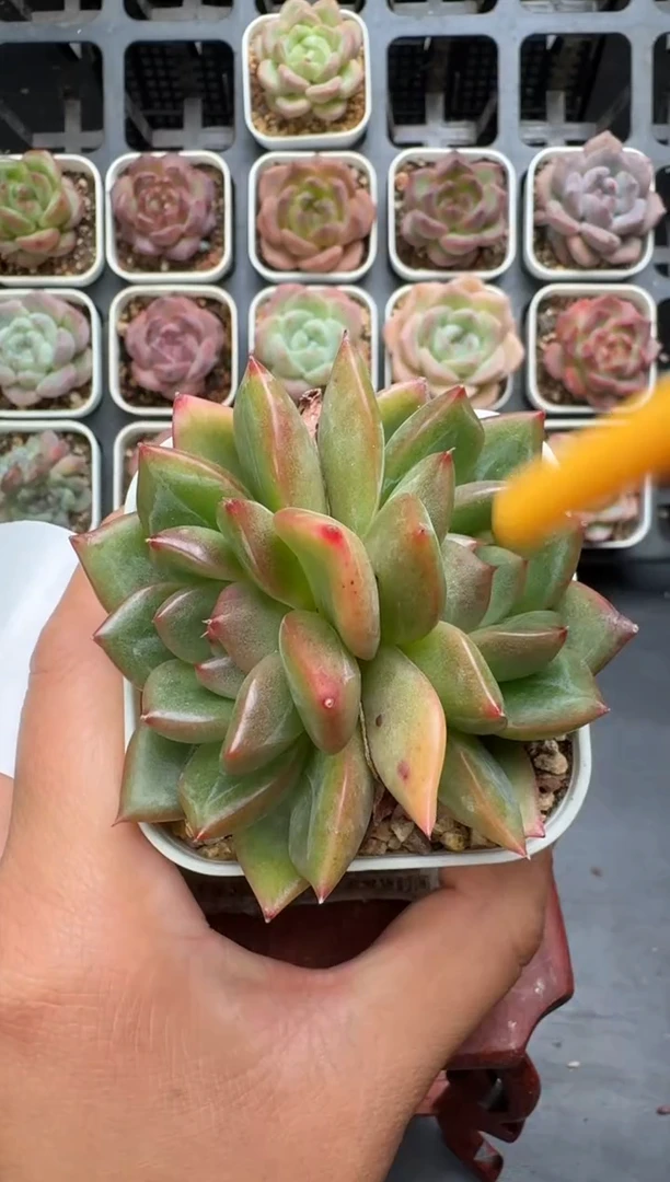 089R脱土发 当场拍3颗以上包柚 多肉植物 一物一拍