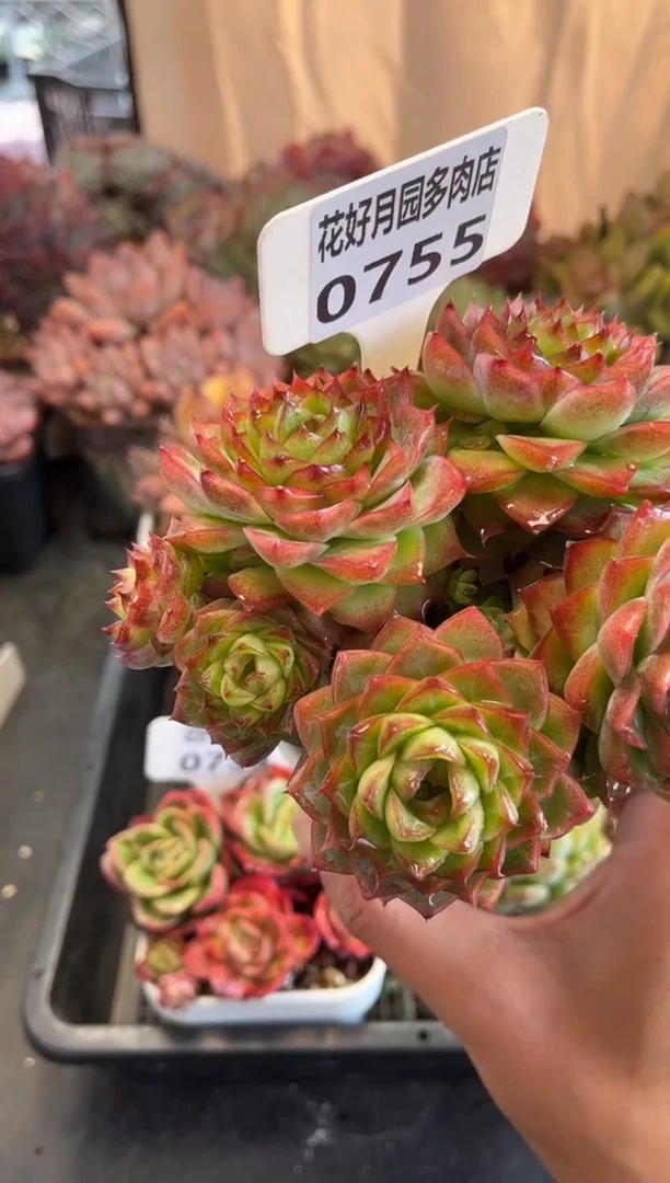 0755带盆（天冷必拍保温箱）