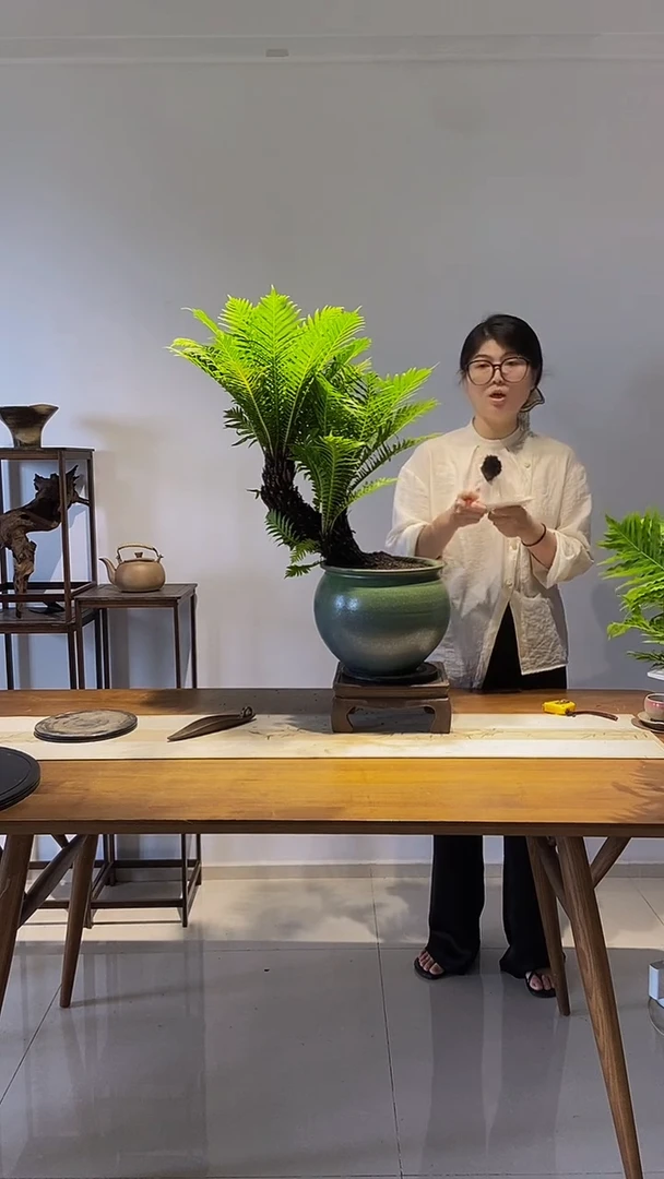 无花朵含底座多头老桩四季常青室内绿植老桩富贵蕨