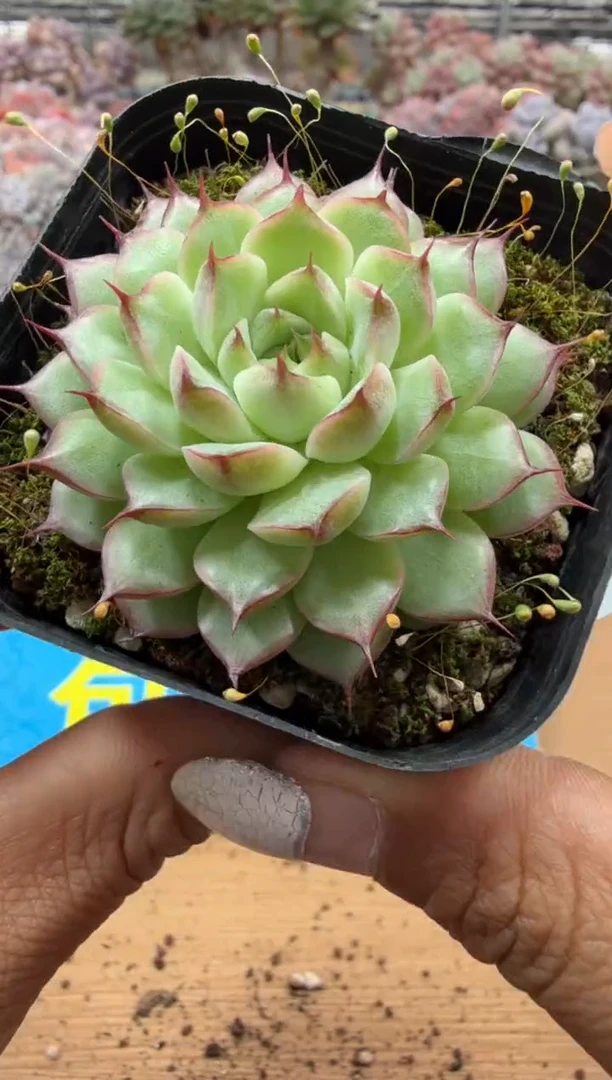 东云多肉园二店-269