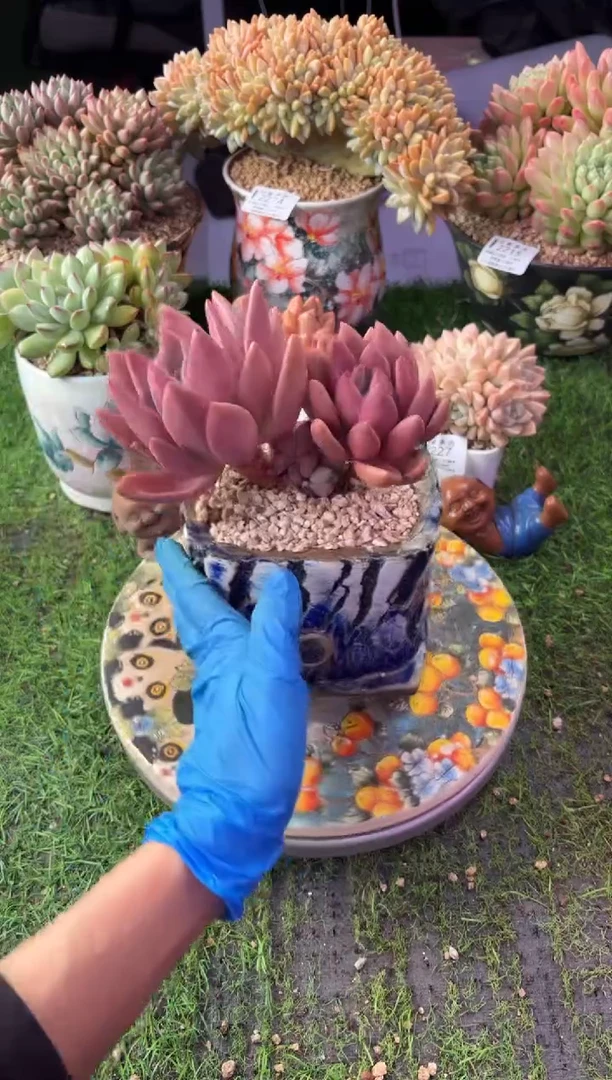 昆明印象多肉2323