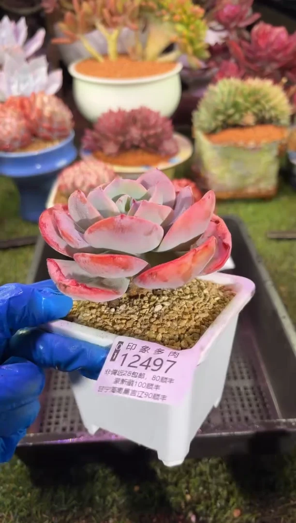 【闪购商品】12497