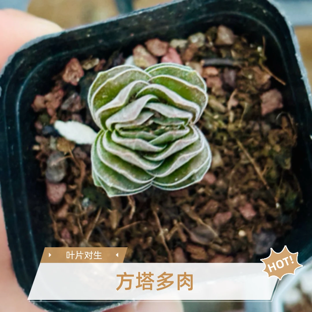 满9.9包邮方塔多肉植物叶片对生观赏性植物