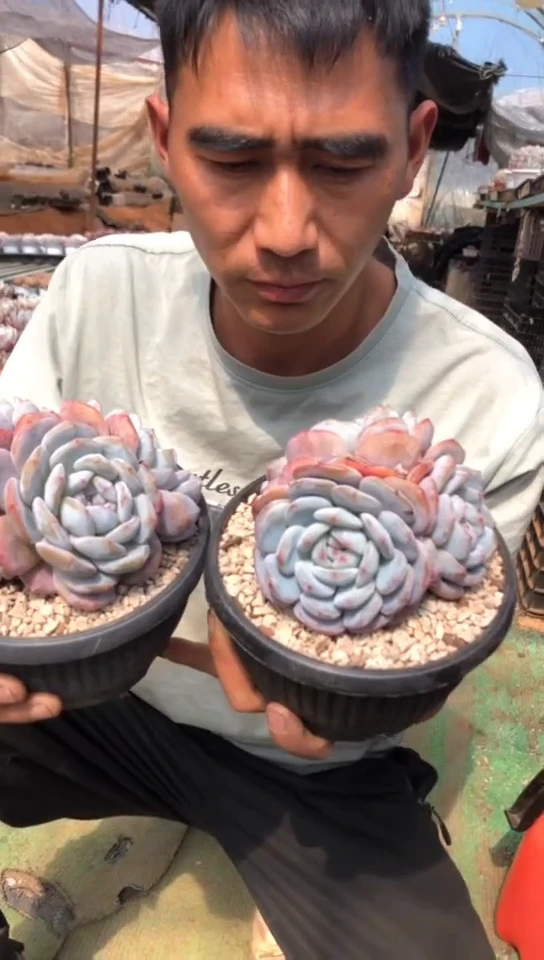 【闪购商品】3头石榴籽橙梦露