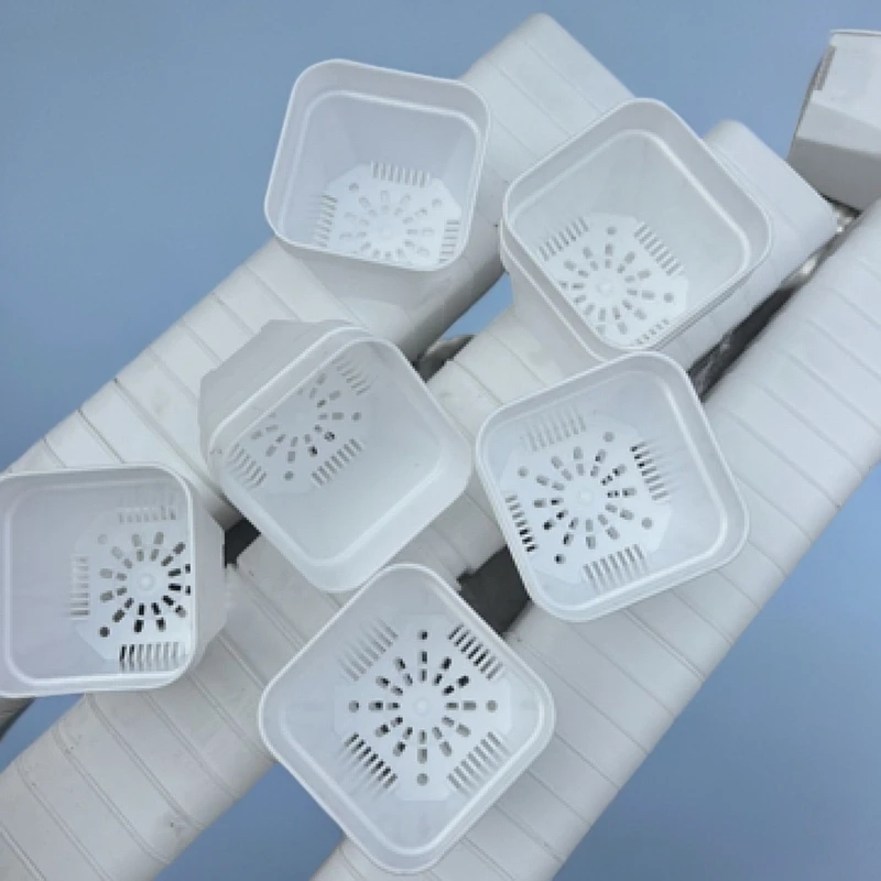 6方白方口6厘米高6厘米云南发货多肉植物