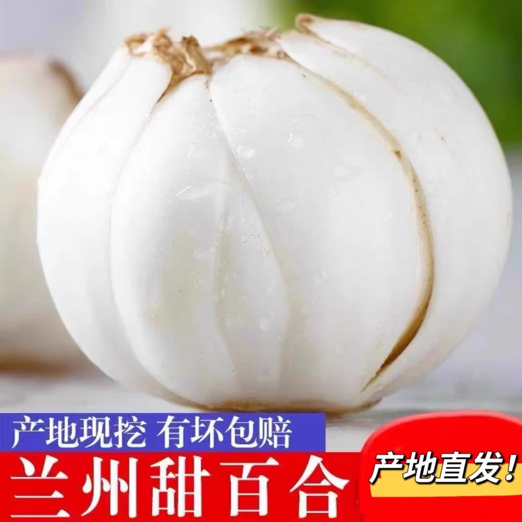 甘肃特产 新鲜兰州甜百合食用甜百合现挖现发500克包邮