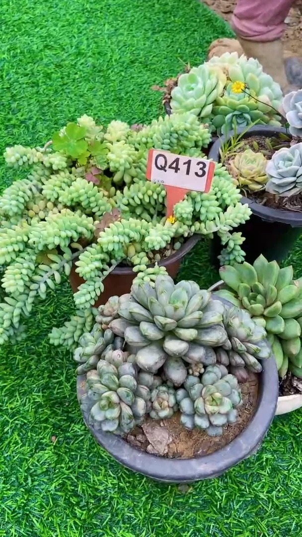 Q413多肉组合默认脱土发货