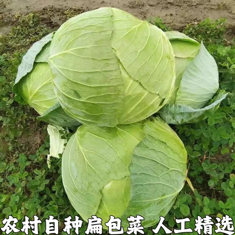 苏北农家自种 甘蓝 卷心菜小圆包菜脆甜新鲜时令蔬菜