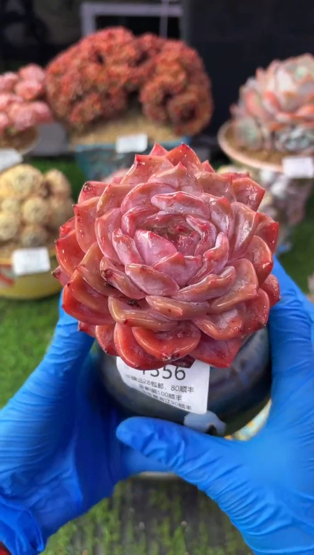 昆明印象多肉1356