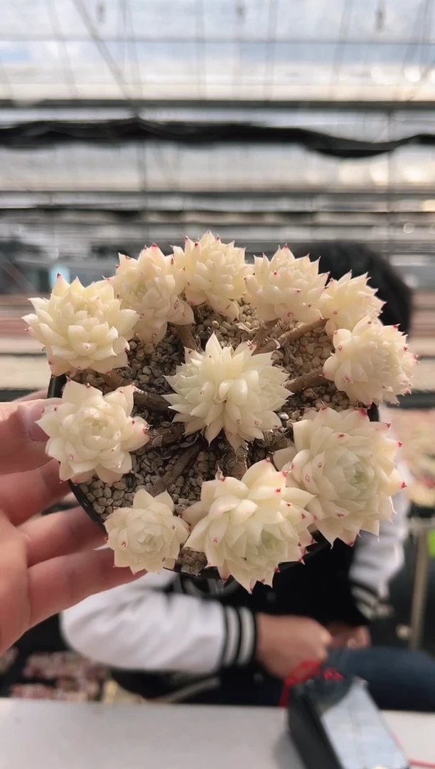 【闪购商品】新款多肉-64