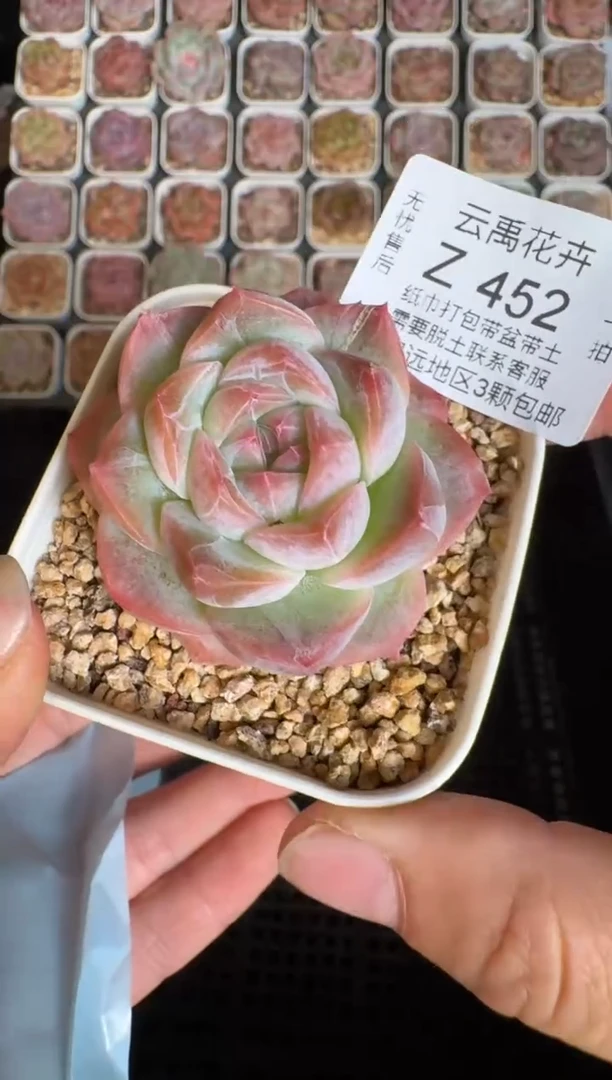 452Y 珍妮多肉(6.5cm杯）一物一拍 带盆土发