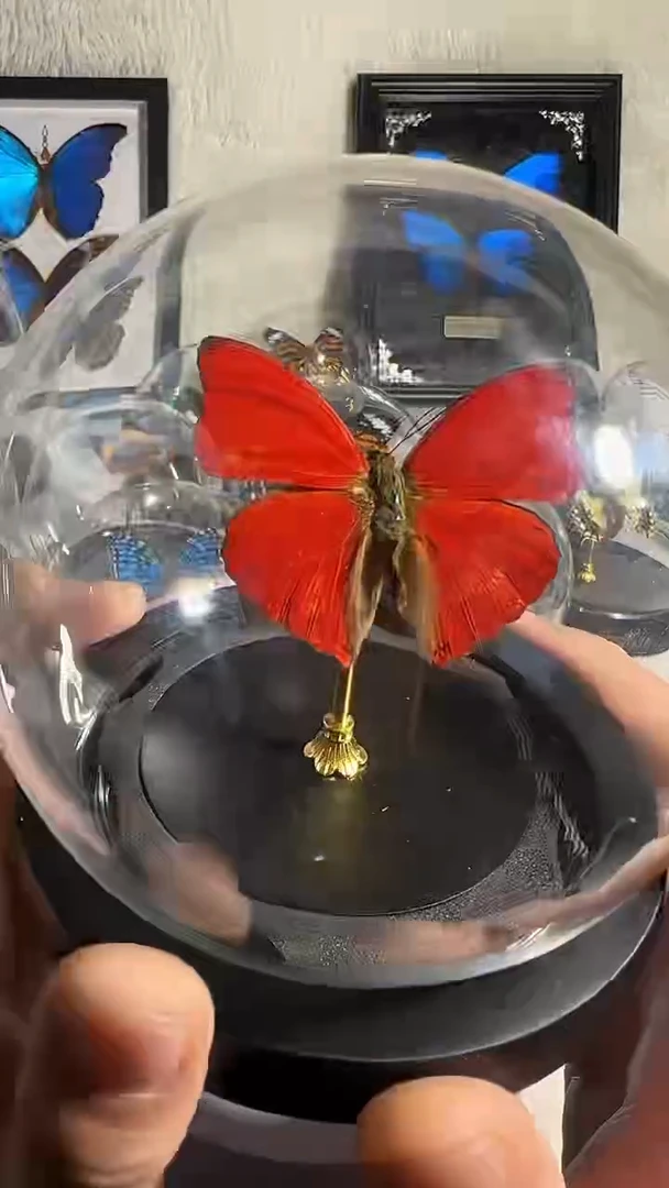 血漪蛱蝶水晶球