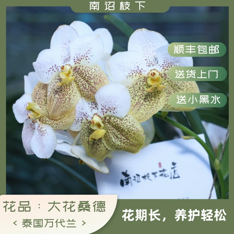 【南诏一级】泰国大花桑德 万代兰花，花大艳丽，爆花量大，花期长