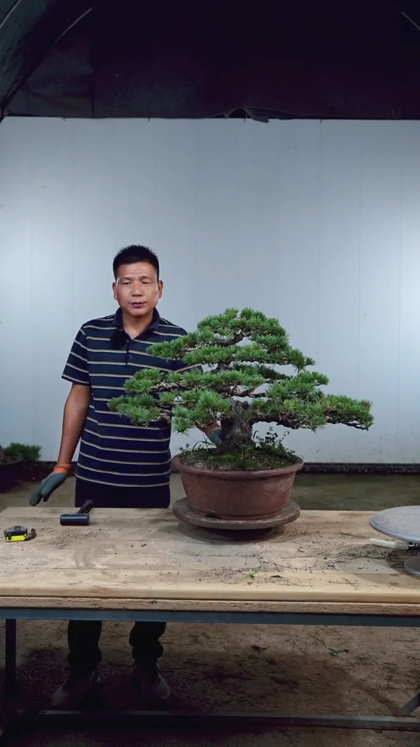 无花朵松树木架包邮