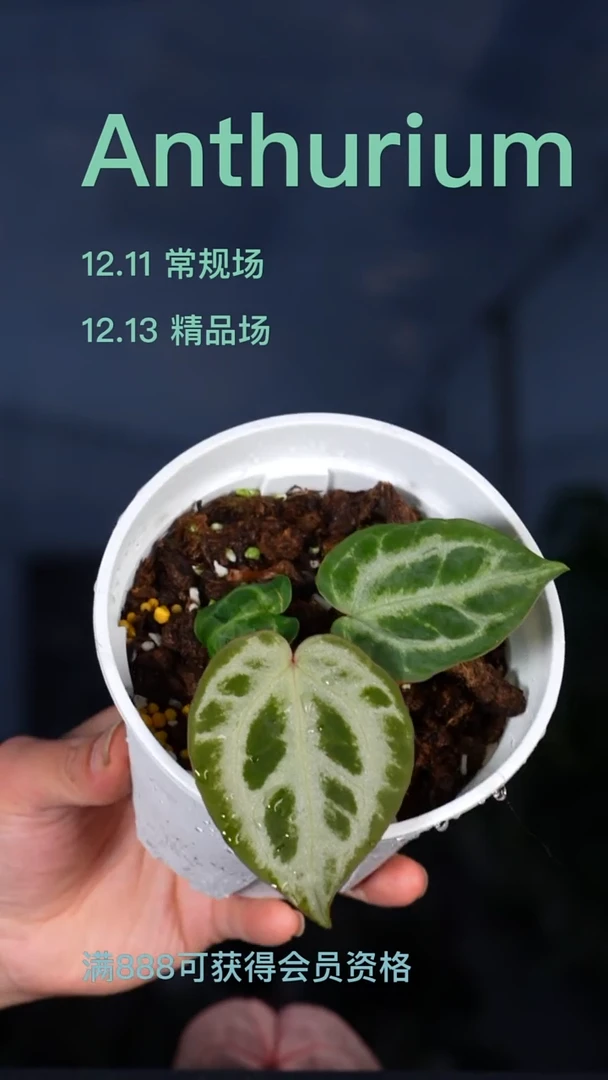 完全开放杨****路雪澐花烛