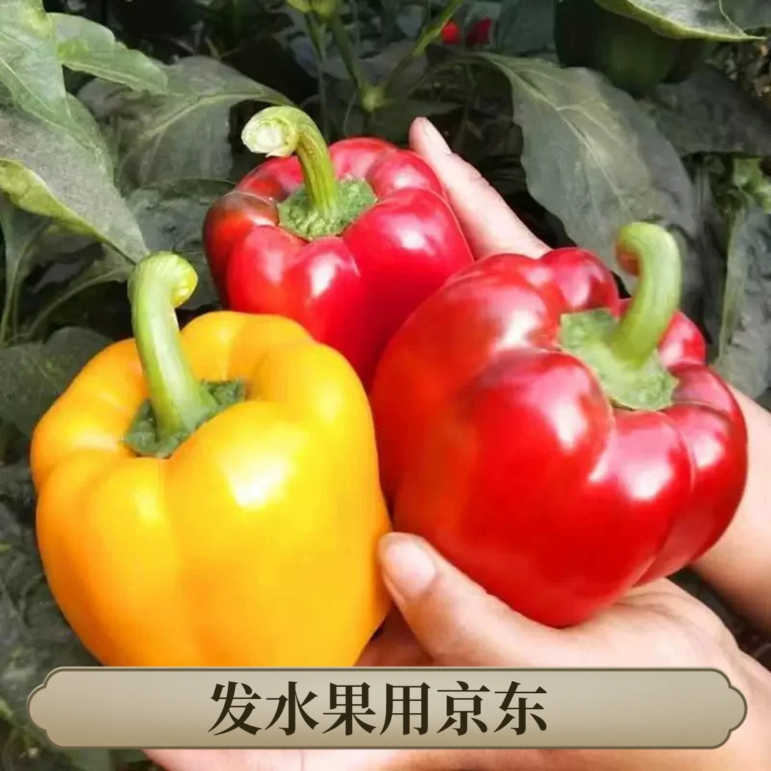 【京东物流】潍坊 水果彩椒自然生长现摘现发