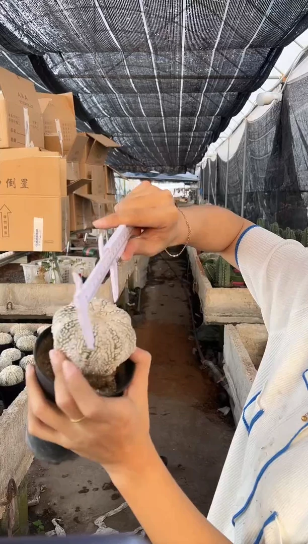 一物一拍 40 号兜带盆土
