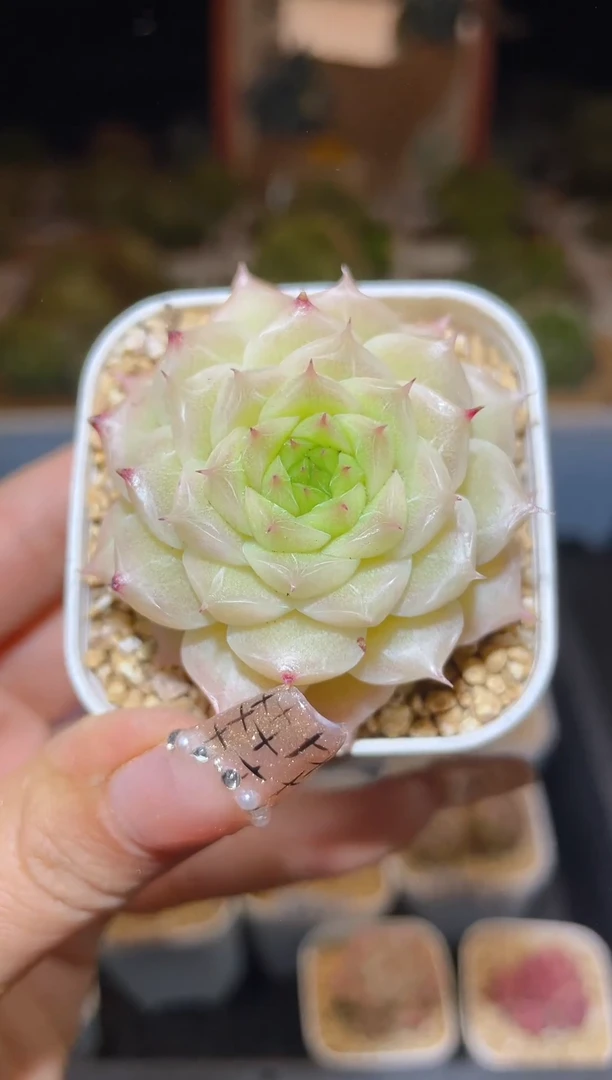 【闪购商品】160海胆麦秆