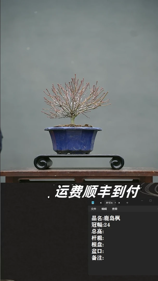 【闪购商品】8  鹿岛枫