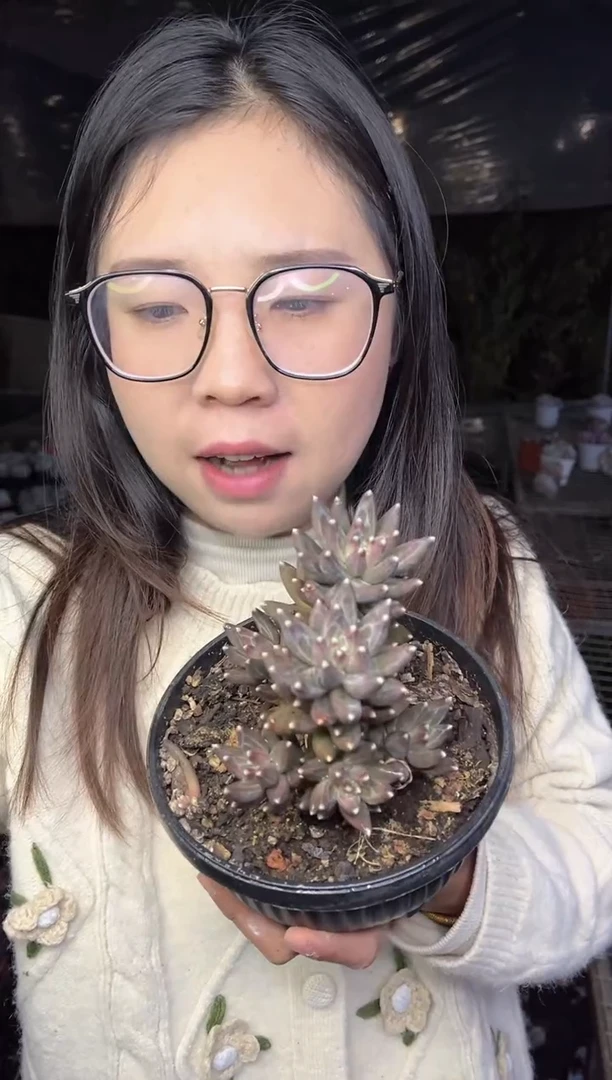 【闪购商品】93-大单头粉蓝鸟8