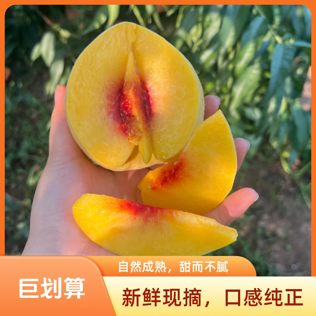 沂蒙山正宗锦绣黄金桃高山种植果园现摘现发新鲜应季水果黄锦绣山东省