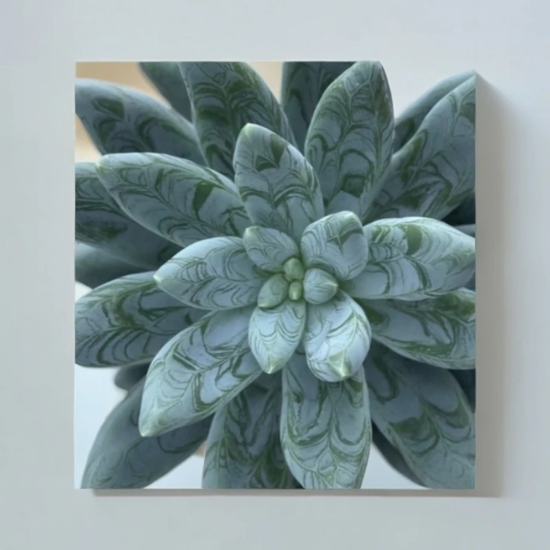 素玖多肉一物一拍链接