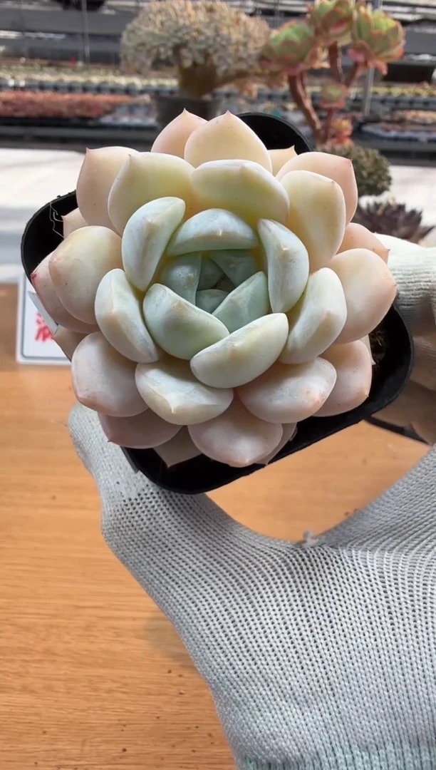 东云多肉园二店-271