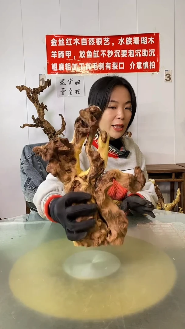 木沙*金丝红木  羊蹄甲