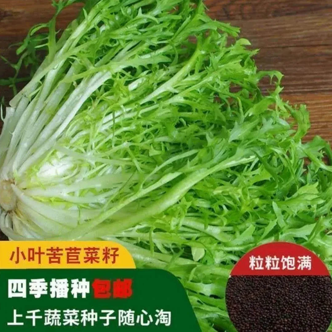 （满5元包邮）四季碎叶苦苣菜籽青菜阳台庭院种植四季播种