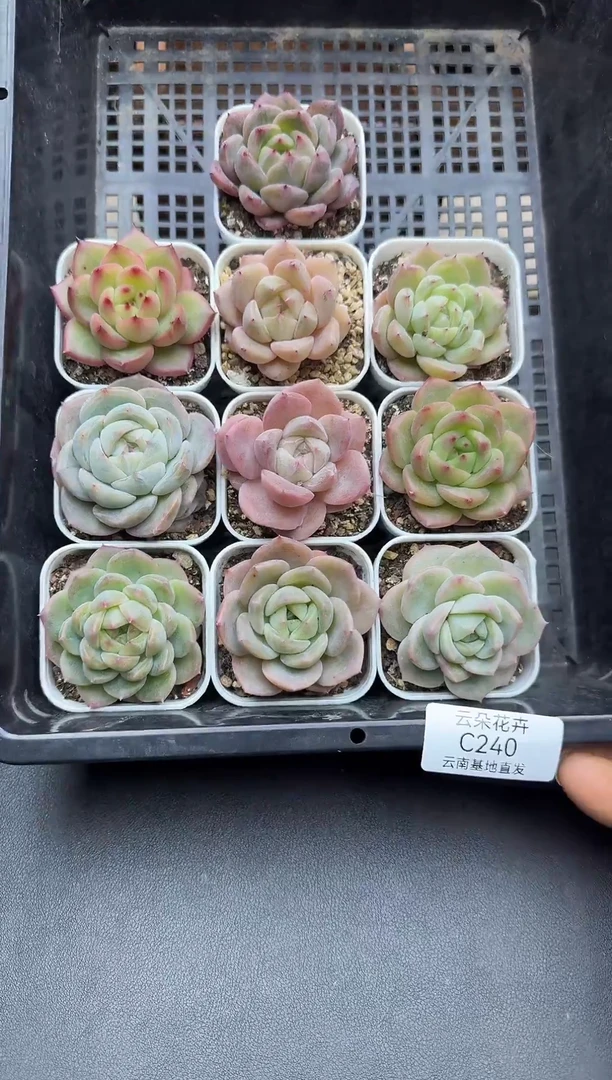 珍妮杂交多肉C240