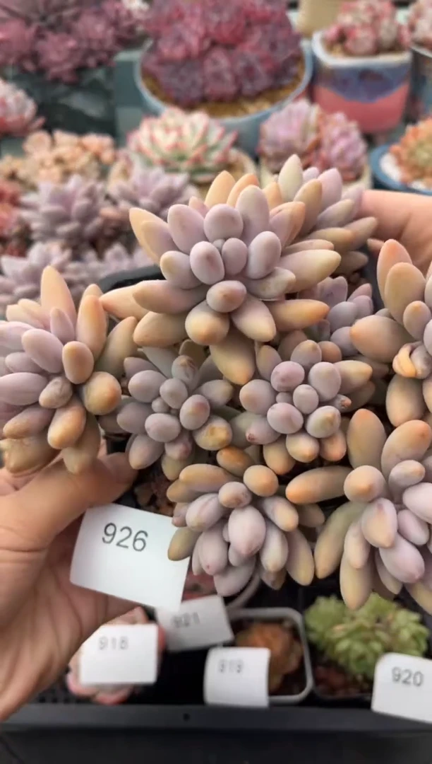 926群生汤圆多肉