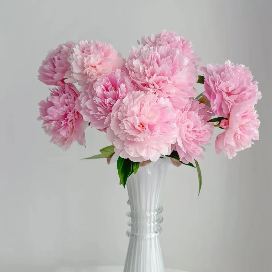 沙拉芍药：5枝高品质芍药鲜花（鲜花1单不售后，2单顺丰冷链包邮）