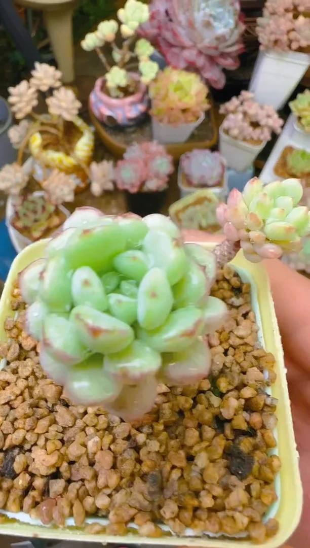 润—221—仙农（芈月）