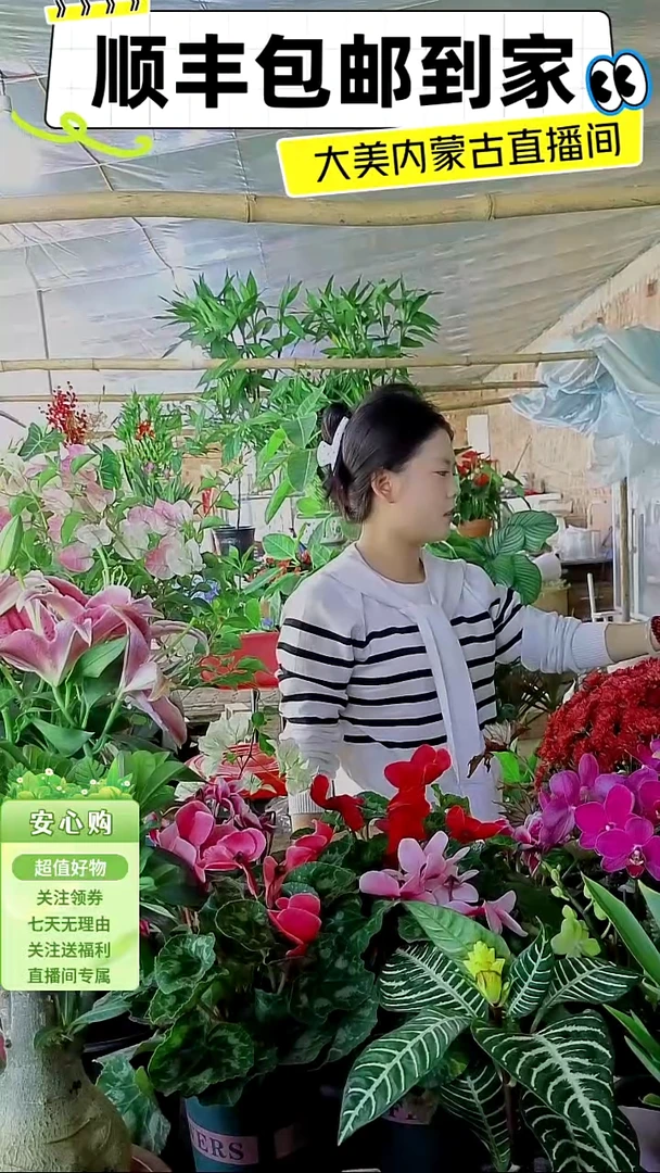 完全开放四盆彩叶
