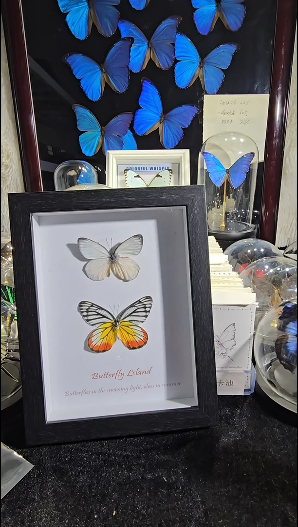 粉蝶双生精美蝴蝶标本