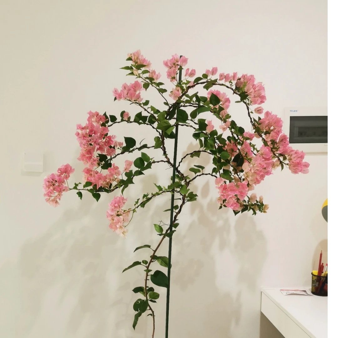 三角梅补差价改价链接