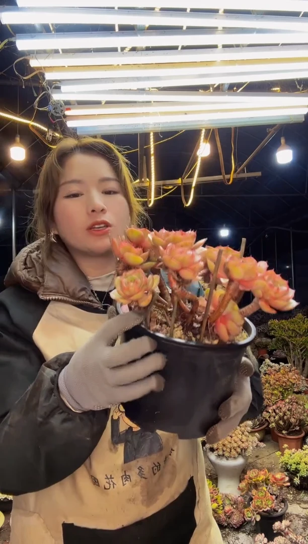 【闪购商品】蓝色苍鹭脱土包邮