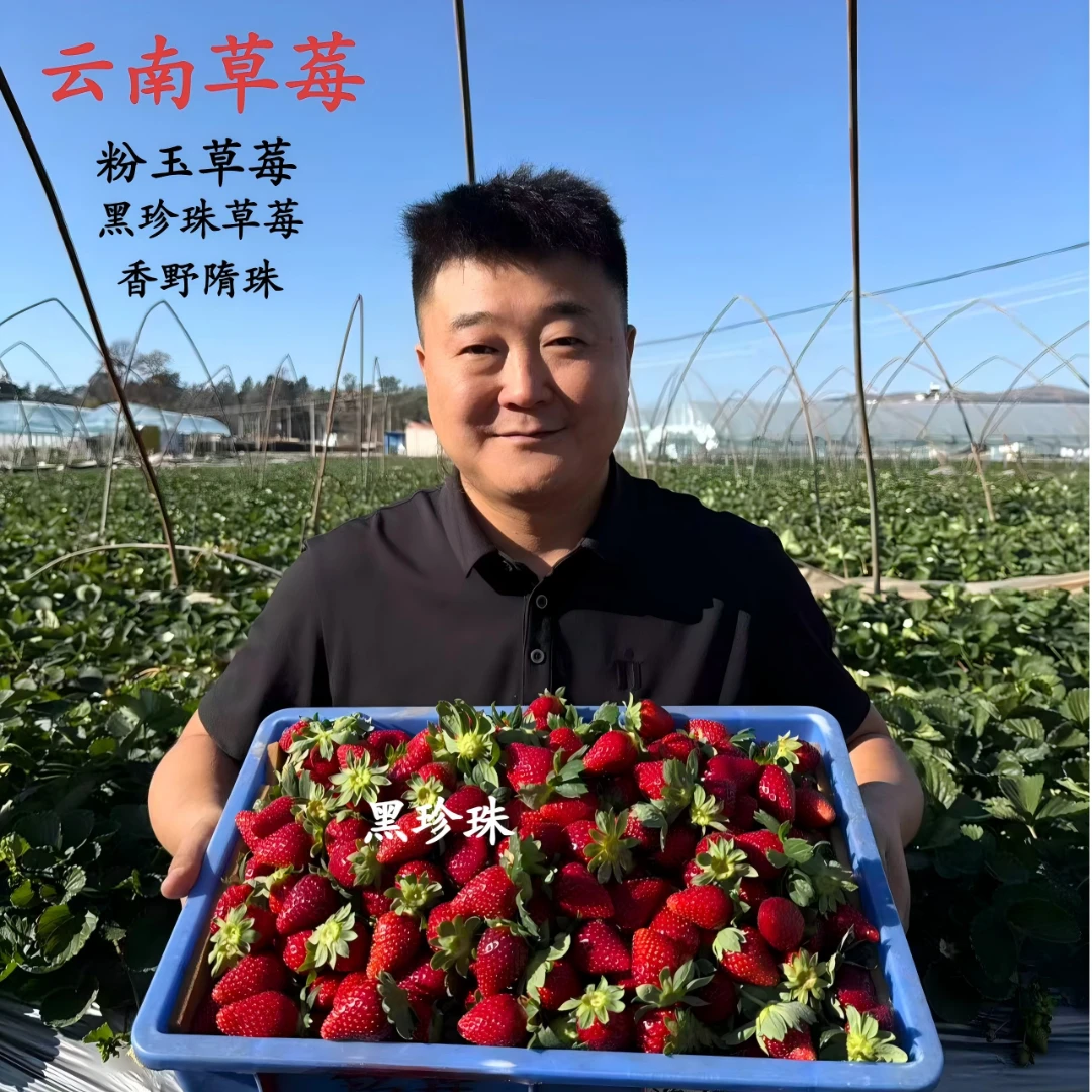 【顺丰空运】多巴胺彩色草莓 云南  粉玉 黑珍珠 香野隋珠 露天种植
