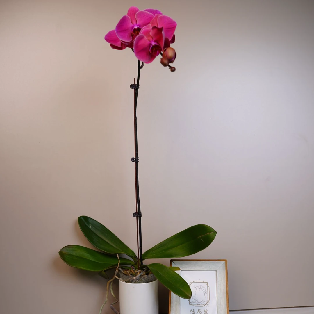 悠花里蝴蝶兰（6521橙霞）全花开花株发货