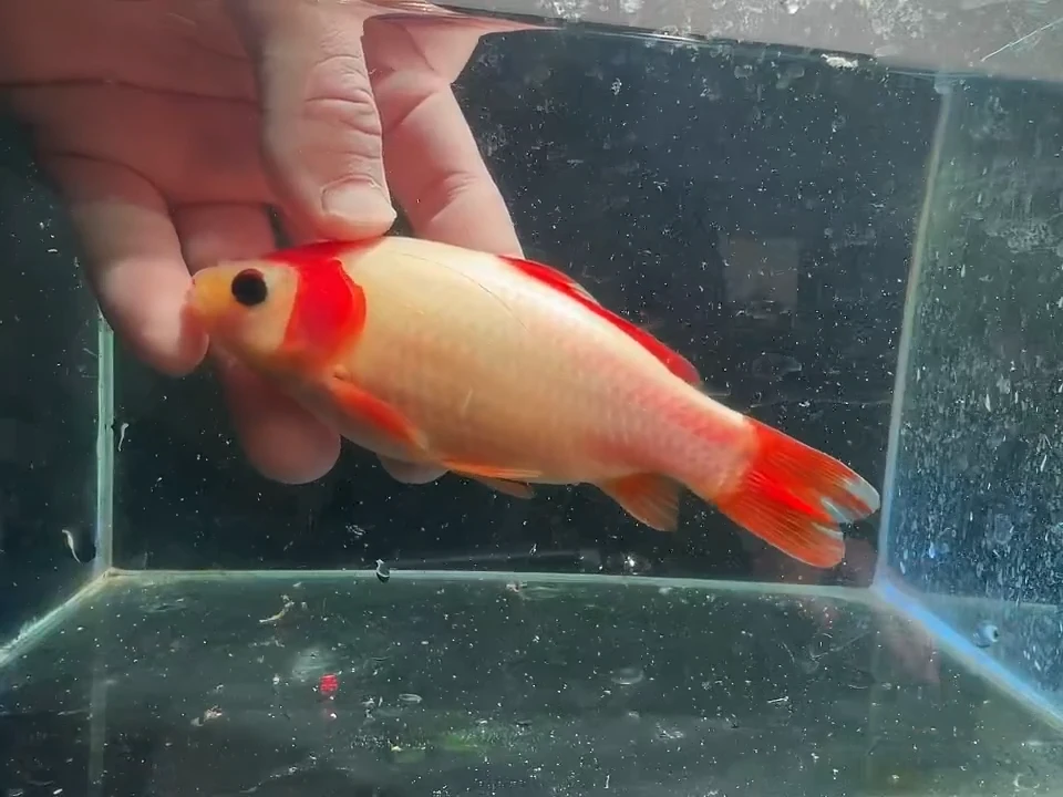 金鱼短尾草金专用链接1