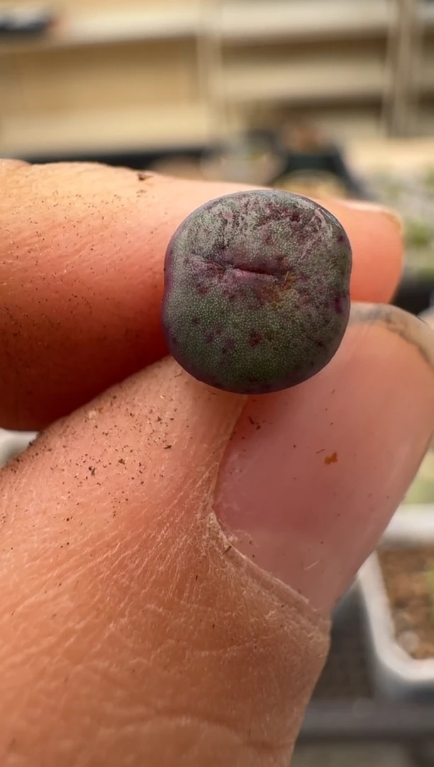 【闪购商品】2/4-13