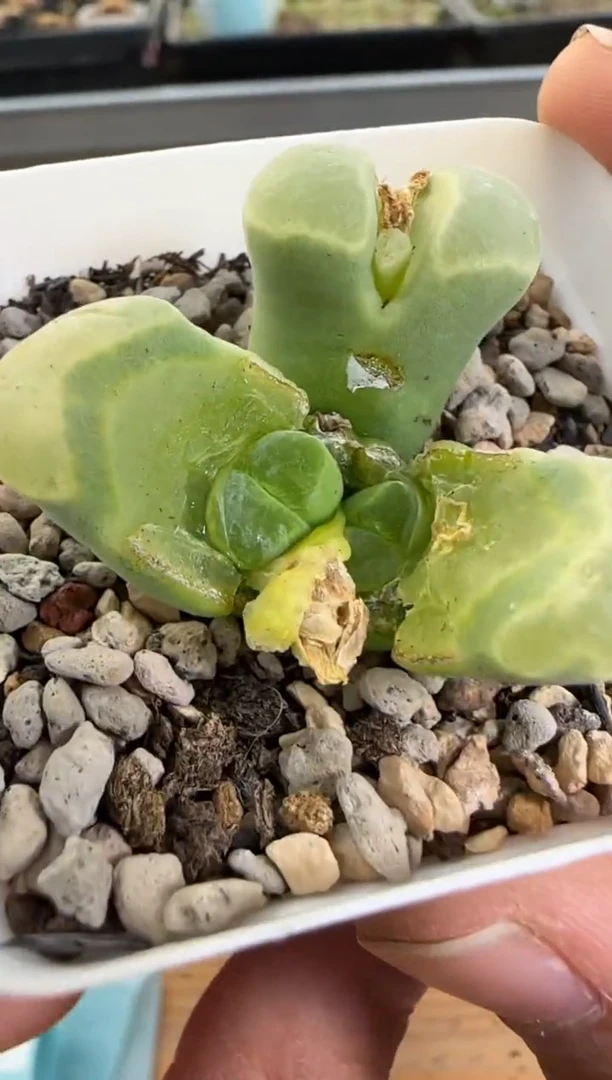 【闪购商品】20-351