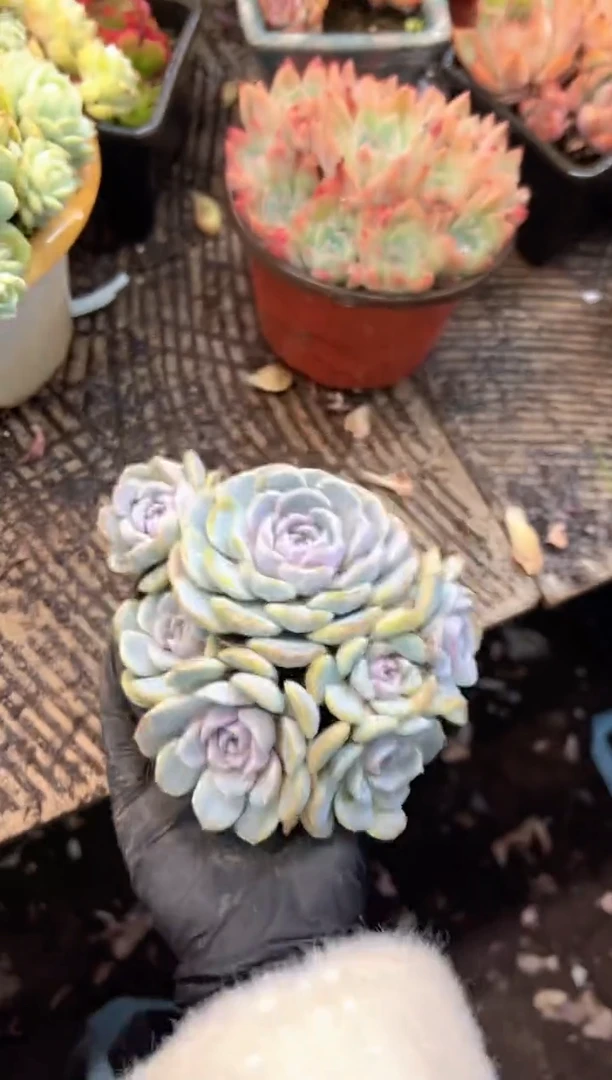 高****头多肉植物一物一拍20387