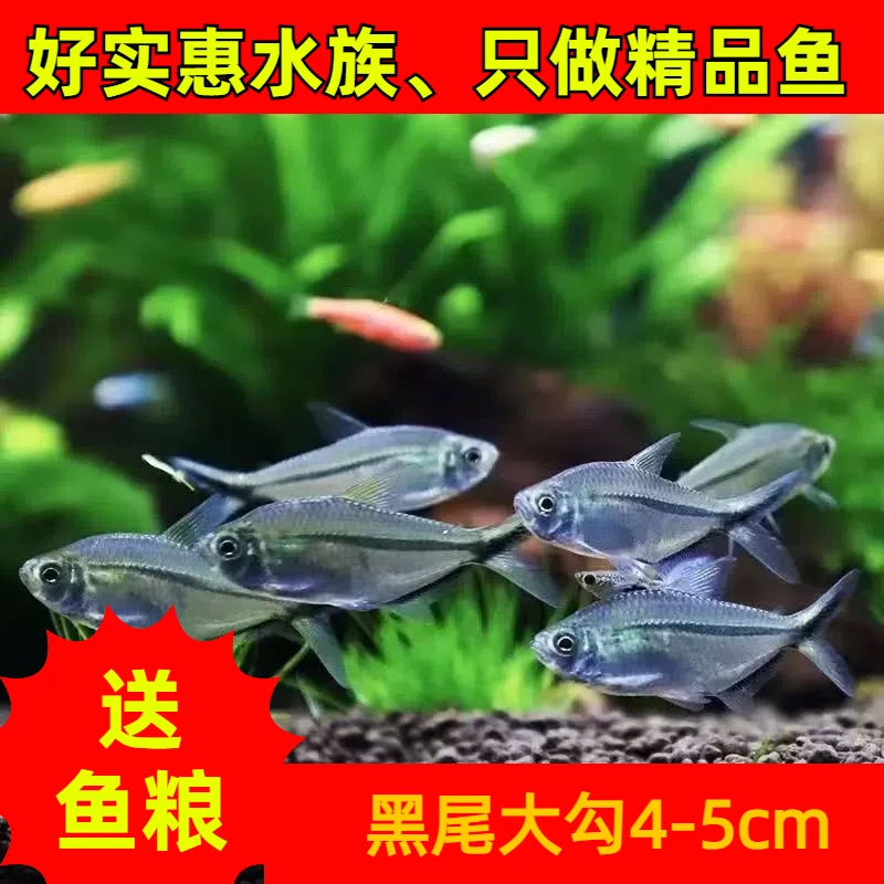 【发顺丰】黑尾大勾群游草缸灯科鱼热带淡水观赏鱼混养新手
