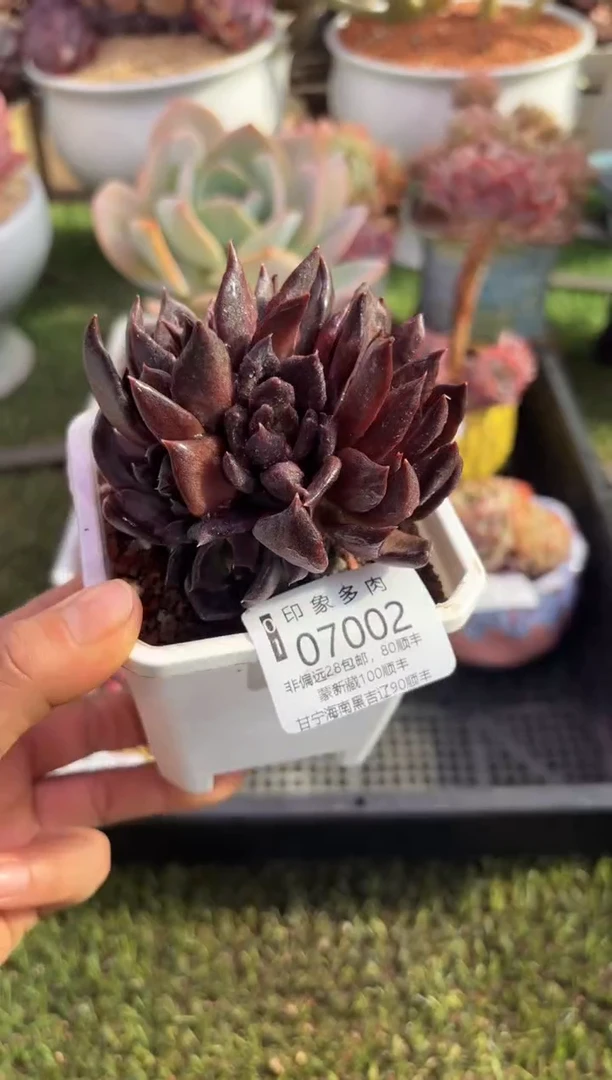 【闪购商品】07002