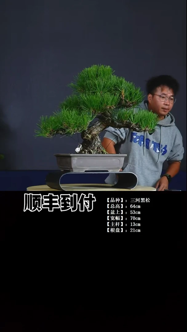 无花朵三河黑松bubaoyou