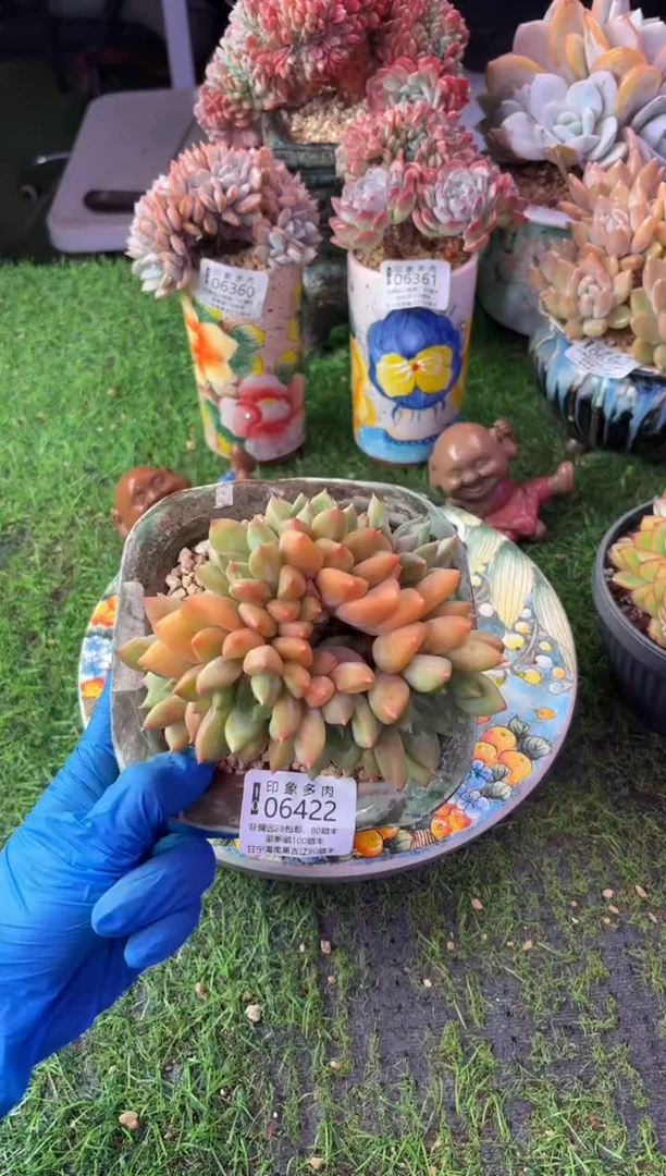 昆明印象多肉06422