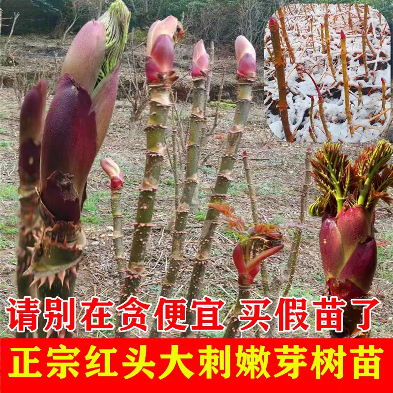 刺龙芽树苗山野菜刺嫩芽苗刺龙包乌龙头种子苗刺老芽红头大刺笼苞