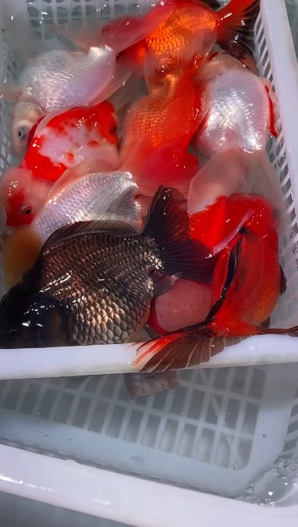 金鱼鱼之源一物一拍链接/无开箱视频不售后9